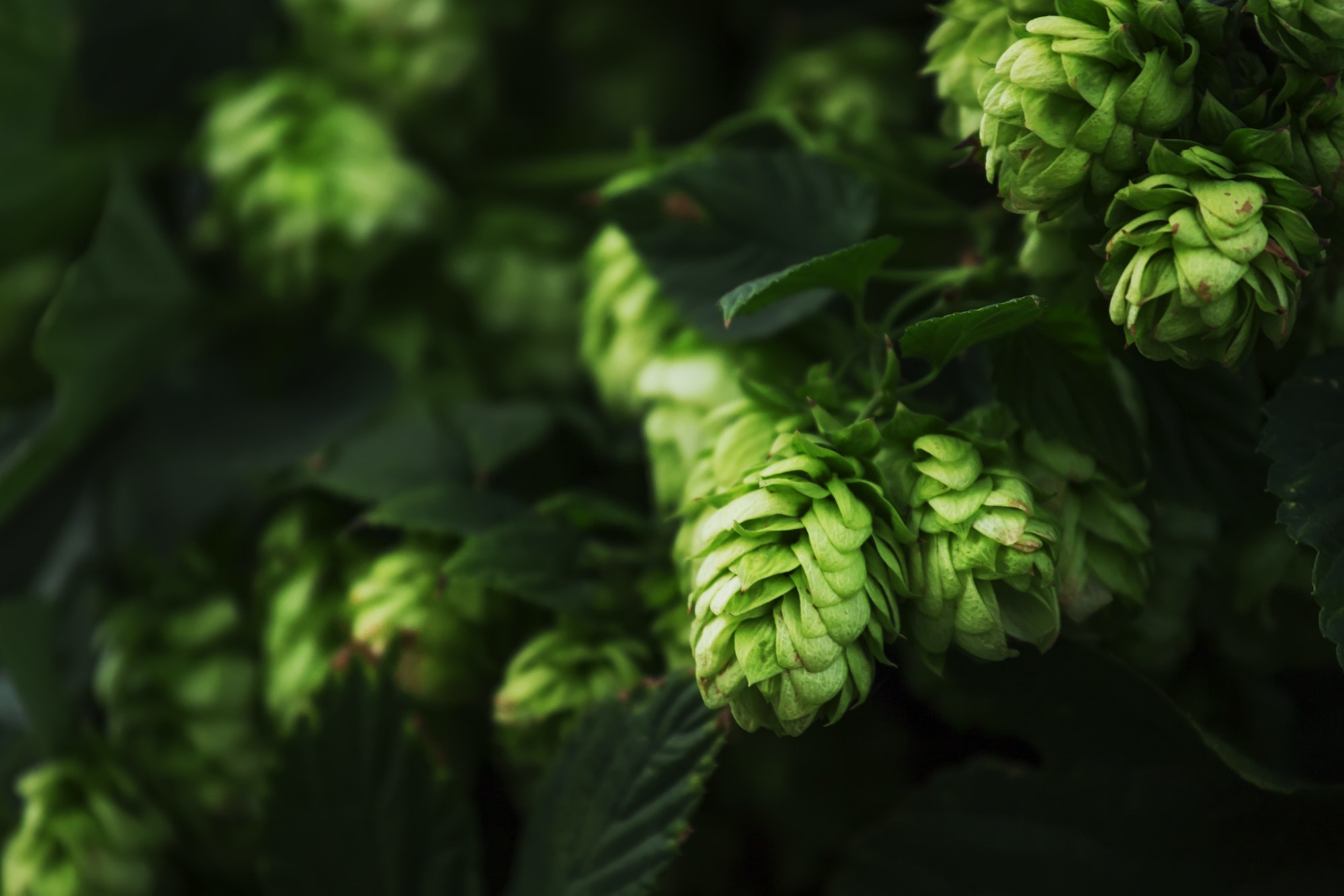 Hop cones on a bush