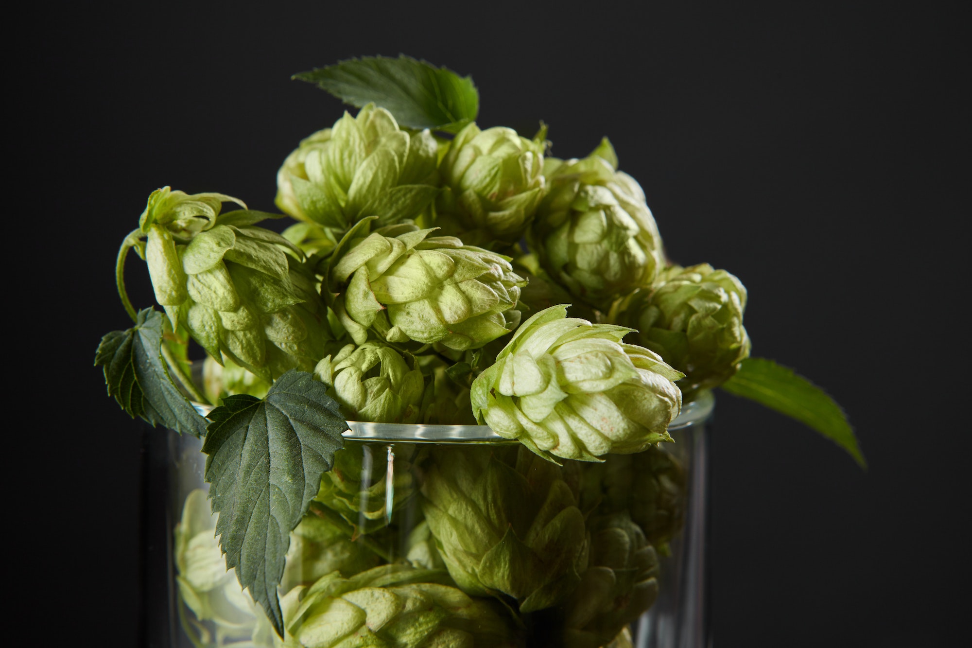 hops in a beer glass